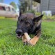Nylabone Extreme Chew and Tooth Toy for Dogs, Dog Bones for Aggressive/Strong Chewing, Original Flavour, for Small Dogs up to 11 kg