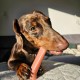 Nylabone Extreme Chew and Tooth Toy for Dogs, Dog Bones for Aggressive/Strong Chewing, Original Flavour, for Small Dogs up to 11 kg