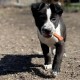Nylabone Extreme Chew and Tooth Toy for Dogs, Dog Bones for Aggressive/Strong Chewing, Original Flavour, for Small Dogs up to 11 kg