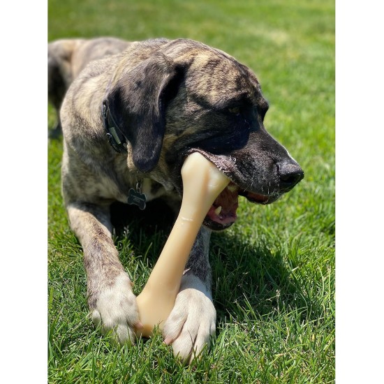 Nylabone Extreme Dog Chew and Tooth Toy Dog Bone Aggressive Strong Chewing Chicken Flavor Extra Large Dogs Over 50 lbs Monster Bone Nylabone Extreme Dog Chew and Tooth Toy Dog Bone Aggressive Strong Chewing Chicken Flavor Extra Large Dogs Over 50 lbs Monster Bone