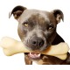 Nylabone Extreme Dog Chew and Tooth Toy Dog Bone Aggressive Strong Chewing Chicken Flavor Extra Large Dogs Over 50 lbs Monster Bone Nylabone Extreme Dog Chew and Tooth Toy Dog Bone Aggressive Strong Chewing Chicken Flavor Extra Large Dogs Over 50 lbs Monster Bone