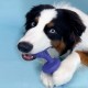 Nylabone, Extremely Strong Chewing Effect, Interactive Chew Toy with Rolling Bone, Bacon Flavour, Large - for Dogs up to 23 kg Nylabone, Extremely Strong Chewing Effect, Interactive Chew Toy with Rolling Bone, Bacon Flavour, Large - for Dogs up to 23 kg