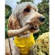 Nylabone Maximum Strength Robust Extreme Gourmet Wishbone Dog Chew Toy with Additional Chicken Flavour throughout Bone, Large, for Dogs 0-23 kg Nylabone Maximum Strength Robust Extreme Gourmet Wishbone Dog Chew Toy with Additional Chicken Flavour throughout Bone, Large, for Dogs 0-23 kg