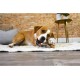 Nylabone Maximum Strength Robust Extreme Gourmet Wishbone Dog Chew Toy with Additional Chicken Flavour throughout Bone, Large, for Dogs 0-23 kg Nylabone Maximum Strength Robust Extreme Gourmet Wishbone Dog Chew Toy with Additional Chicken Flavour throughout Bone, Large, for Dogs 0-23 kg