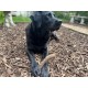 Nylabone Maximum Strength Robust Extreme Gourmet Wishbone Dog Chew Toy with Additional Chicken Flavour throughout Bone, Large, for Dogs 0-23 kg Nylabone Maximum Strength Robust Extreme Gourmet Wishbone Dog Chew Toy with Additional Chicken Flavour throughout Bone, Large, for Dogs 0-23 kg