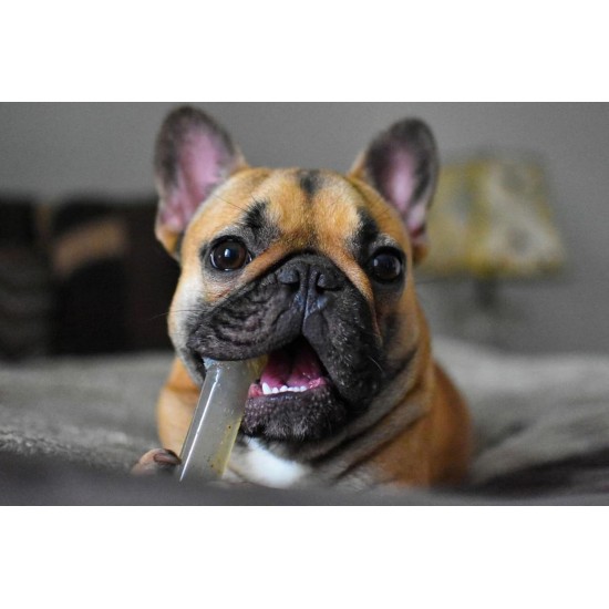 Nylabone, Medium Dental Chew Bone for Dogs, Flexible Chew Bone, Chicken Flavour, Extra Small, Suitable for Dogs up to 7 kg Nylabone, Medium Dental Chew Bone for Dogs, Flexible Chew Bone, Chicken Flavour, Extra Small, Suitable for Dogs up to 7 kg