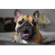 Nylabone, Medium Dental Chew Bone for Dogs, Flexible Chew Bone, Chicken Flavour, Extra Small, Suitable for Dogs up to 7 kg