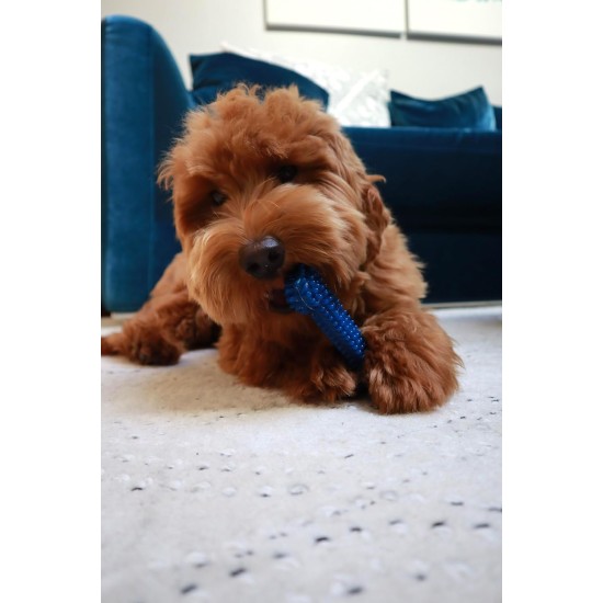 Nylabone, Medium Dental Chew Bone for Dogs, Flexible Chew Bone, Chicken Flavour, Extra Small, Suitable for Dogs up to 7 kg Nylabone, Medium Dental Chew Bone for Dogs, Flexible Chew Bone, Chicken Flavour, Extra Small, Suitable for Dogs up to 7 kg