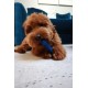 Nylabone, Medium Dental Chew Bone for Dogs, Flexible Chew Bone, Chicken Flavour, Extra Small, Suitable for Dogs up to 7 kg