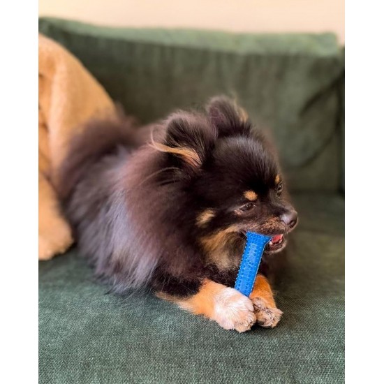 Nylabone, Medium Dental Chew Bone for Dogs, Flexible Chew Bone, Chicken Flavour, Extra Small, Suitable for Dogs up to 7 kg Nylabone, Medium Dental Chew Bone for Dogs, Flexible Chew Bone, Chicken Flavour, Extra Small, Suitable for Dogs up to 7 kg
