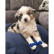 Nylabone, Medium Dental Chew Bone for Dogs, Flexible Chew Bone, Chicken Flavour, Extra Small, Suitable for Dogs up to 7 kg