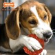 Nylabone, Natural Rubber Chew Toy for Dogs, Beef Flavour, Interactive Chew Toy, Hunting & Fetching for Medium Dogs up to 16 kg Nylabone, Natural Rubber Chew Toy for Dogs, Beef Flavour, Interactive Chew Toy, Hunting & Fetching for Medium Dogs up to 16 kg