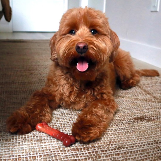 Nylabone Nylabone Dura Chew Textured Beef Jerky Power Chew - Dog Chew Toy for Extreme Chewers - XL Nylabone Nylabone Dura Chew Textured Beef Jerky Power Chew - Dog Chew Toy for Extreme Chewers - XL