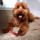 Nylabone Nylabone Dura Chew Textured Beef Jerky Power Chew - Dog Chew Toy for Extreme Chewers - XL Nylabone Nylabone Dura Chew Textured Beef Jerky Power Chew - Dog Chew Toy for Extreme Chewers - XL