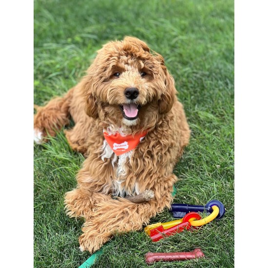 Nylabone Nylabone Dura Chew Textured Beef Jerky Power Chew - Dog Chew Toy for Extreme Chewers - XL Nylabone Nylabone Dura Chew Textured Beef Jerky Power Chew - Dog Chew Toy for Extreme Chewers - XL