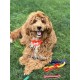 Nylabone Nylabone Dura Chew Textured Beef Jerky Power Chew - Dog Chew Toy for Extreme Chewers - XL Nylabone Nylabone Dura Chew Textured Beef Jerky Power Chew - Dog Chew Toy for Extreme Chewers - XL