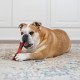 Nylabone Nylabone Dura Chew Textured Beef Jerky Power Chew - Dog Chew Toy for Extreme Chewers - XL Nylabone Nylabone Dura Chew Textured Beef Jerky Power Chew - Dog Chew Toy for Extreme Chewers - XL