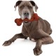 Nylabone Power Chew Textured Monster Bone, Bison - Dog Chew Toy for Extreme Chewers - XXL Nylabone Power Chew Textured Monster Bone, Bison - Dog Chew Toy for Extreme Chewers - XXL
