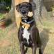 Nylabone Power Chew Textured Monster Bone, Bison - Dog Chew Toy for Extreme Chewers - XXL Nylabone Power Chew Textured Monster Bone, Bison - Dog Chew Toy for Extreme Chewers - XXL