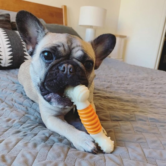 Nylabone Pro-Action Dental Chew, Large Nylabone Pro-Action Dental Chew, Large