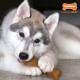 Nylabone Puppy Antler Dog Chew Nylabone Puppy Antler Dog Chew