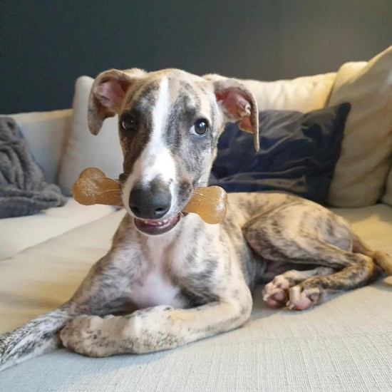 Nylabone Puppy Bone - Wolf Nylabone Puppy Bone - Wolf