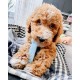 Nylabone Puppy Bone - Wolf