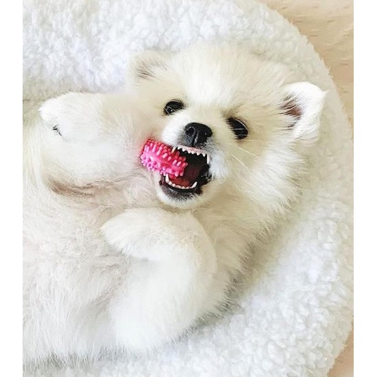 Nylabone Puppy Bone - Wolf Nylabone Puppy Bone - Wolf