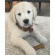 Nylabone, Puppy Chew Bone and Dental Care Toy for Teething Puppies, Soothing Chew Bone for Small Puppies up to 11 kg, for Gentle Chewing/Teething Dogs, Chicken and Peanut Butter, Pack of 2, Extra Nylabone, Puppy Chew Bone and Dental Care Toy for Teething Puppies, Soothing Chew Bone for Small Puppies up to 11 kg, for Gentle Chewing/Teething Dogs, Chicken and Peanut Butter, Pack of 2, Extra