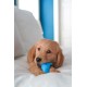Nylabone, Puppy Chew Bone and Dental Care Toy for Teething Puppies, Soothing Chew Bone for Small Puppies up to 11 kg, for Gentle Chewing/Teething Dogs, Chicken Flavour, Dinosaur Shaped Nylabone, Puppy Chew Bone and Dental Care Toy for Teething Puppies, Soothing Chew Bone for Small Puppies up to 11 kg, for Gentle Chewing/Teething Dogs, Chicken Flavour, Dinosaur Shaped