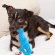 Nylabone, Puppy Chew Bone and Dental Care Toy for Teething Puppies, Soothing Chew Bone for Small Puppies up to 11 kg, for Gentle Chewing/Teething Dogs, Chicken Flavour, Dinosaur Shaped Nylabone, Puppy Chew Bone and Dental Care Toy for Teething Puppies, Soothing Chew Bone for Small Puppies up to 11 kg, for Gentle Chewing/Teething Dogs, Chicken Flavour, Dinosaur Shaped