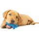 Nylabone, Puppy Chew Bone and Dental Care Toy for Teething Puppies, Soothing Chew Bone for Small Puppies up to 11 kg, for Gentle Chewing/Teething Dogs, Chicken Flavour, Dinosaur Shaped Nylabone, Puppy Chew Bone and Dental Care Toy for Teething Puppies, Soothing Chew Bone for Small Puppies up to 11 kg, for Gentle Chewing/Teething Dogs, Chicken Flavour, Dinosaur Shaped