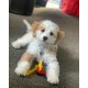 Nylabone, Puppy Cooling Bone and Dental Care Toy for Teething Puppies, Soothing Chew Toy for Small Puppies up to 11 kg, for Gentle Chewing/Teething Dogs, Peanut Butter Flavour Nylabone, Puppy Cooling Bone and Dental Care Toy for Teething Puppies, Soothing Chew Toy for Small Puppies up to 11 kg, for Gentle Chewing/Teething Dogs, Peanut Butter Flavour