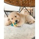 Nylabone, Puppy Cooling Bone and Dental Care Toy for Teething Puppies, Soothing Chew Toy for Small Puppies up to 11 kg, for Gentle Chewing/Teething Dogs, Peanut Butter Flavour Nylabone, Puppy Cooling Bone and Dental Care Toy for Teething Puppies, Soothing Chew Toy for Small Puppies up to 11 kg, for Gentle Chewing/Teething Dogs, Peanut Butter Flavour