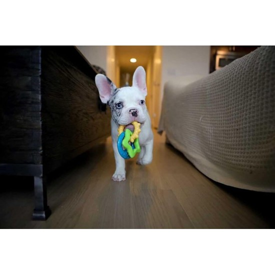 Nylabone, Puppy Cooling Bone and Dental Care Toy for Teething Puppies, Soothing Chew Toy for Small Puppies up to 11 kg, for Gentle Chewing/Teething Dogs, Peanut Butter Flavour Nylabone, Puppy Cooling Bone and Dental Care Toy for Teething Puppies, Soothing Chew Toy for Small Puppies up to 11 kg, for Gentle Chewing/Teething Dogs, Peanut Butter Flavour