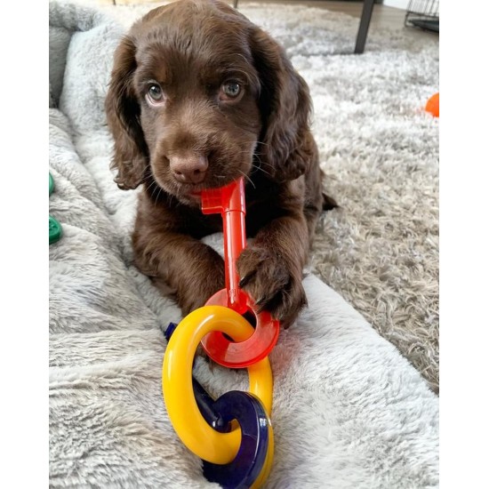 Nylabone, Puppy Cooling Bone and Dental Care Toy for Teething Puppies, Soothing Chew Toy for Small Puppies up to 11 kg, for Gentle Chewing/Teething Dogs, Peanut Butter Flavour Nylabone, Puppy Cooling Bone and Dental Care Toy for Teething Puppies, Soothing Chew Toy for Small Puppies up to 11 kg, for Gentle Chewing/Teething Dogs, Peanut Butter Flavour
