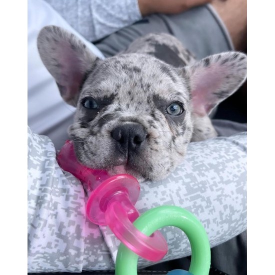 Nylabone, Puppy Cooling Bone and Dental Care Toy for Teething Puppies, Soothing Chew Toy for Small Puppies up to 11 kg, for Gentle Chewing/Teething Dogs, Peanut Butter Flavour Nylabone, Puppy Cooling Bone and Dental Care Toy for Teething Puppies, Soothing Chew Toy for Small Puppies up to 11 kg, for Gentle Chewing/Teething Dogs, Peanut Butter Flavour