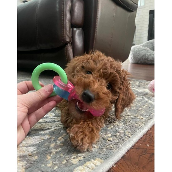 Nylabone, Puppy Cooling Bone and Dental Care Toy for Teething Puppies, Soothing Chew Toy for Small Puppies up to 11 kg, for Gentle Chewing/Teething Dogs, Peanut Butter Flavour Nylabone, Puppy Cooling Bone and Dental Care Toy for Teething Puppies, Soothing Chew Toy for Small Puppies up to 11 kg, for Gentle Chewing/Teething Dogs, Peanut Butter Flavour