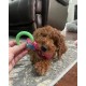 Nylabone, Puppy Cooling Bone and Dental Care Toy for Teething Puppies, Soothing Chew Toy for Small Puppies up to 11 kg, for Gentle Chewing/Teething Dogs, Peanut Butter Flavour Nylabone, Puppy Cooling Bone and Dental Care Toy for Teething Puppies, Soothing Chew Toy for Small Puppies up to 11 kg, for Gentle Chewing/Teething Dogs, Peanut Butter Flavour