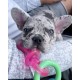 Nylabone, Puppy Cooling Bone and Dental Care Toy for Teething Puppies, Soothing Chew Toy for Small Puppies up to 11 kg, for Gentle Chewing/Teething Dogs, Peanut Butter Flavour Nylabone, Puppy Cooling Bone and Dental Care Toy for Teething Puppies, Soothing Chew Toy for Small Puppies up to 11 kg, for Gentle Chewing/Teething Dogs, Peanut Butter Flavour