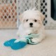 Nylabone, Puppy Cooling Bone and Dental Care Toy for Teething Puppies, Soothing Chew Toy for Small Puppies up to 11 kg, for Gentle Chewing/Teething Dogs, Peanut Butter Flavour Nylabone, Puppy Cooling Bone and Dental Care Toy for Teething Puppies, Soothing Chew Toy for Small Puppies up to 11 kg, for Gentle Chewing/Teething Dogs, Peanut Butter Flavour