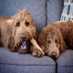 Petstages Chick-A-Bone - Hunde-Kauknoche - Kauspielzeug mit Hühnchengeschmack - Größe S