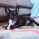 Petstages Chick-A-Bone - Hunde-Kauknoche - Kauspielzeug mit Hühnchengeschmack - Größe S