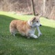 Petstages Chick-A-Bone - Hunde-Kauknoche - Kauspielzeug mit Hühnchengeschmack - Größe S