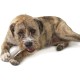Petstages Chick-A-Bone - Hunde-Kauknoche - Kauspielzeug mit Hühnchengeschmack - Größe S