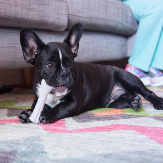 Petstages Dogwood - Hunde-Kauspielzeug - als Alternative zu Holzstöckchen - mit BBQ Geschmack - Größe XS Petstages Dogwood - Hunde-Kauspielzeug - als Alternative zu Holzstöckchen - mit BBQ Geschmack - Größe XS