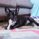 Petstages Dogwood - Hunde-Kauspielzeug - als Alternative zu Holzstöckchen - mit BBQ Geschmack - Größe XS Petstages Dogwood - Hunde-Kauspielzeug - als Alternative zu Holzstöckchen - mit BBQ Geschmack - Größe XS