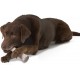 Petstages Dogwood - Hunde-Kauspielzeug - als Alternative zu Holzstöckchen - mit BBQ Geschmack - Größe XS Petstages Dogwood - Hunde-Kauspielzeug - als Alternative zu Holzstöckchen - mit BBQ Geschmack - Größe XS