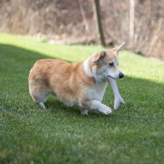 Petstages Dogwood - Hunde-Kauspielzeug - als Alternative zu Holzstöckchen - mit BBQ Geschmack - Größe XS Petstages Dogwood - Hunde-Kauspielzeug - als Alternative zu Holzstöckchen - mit BBQ Geschmack - Größe XS