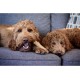 Petstages Dogwood - Hunde-Kauspielzeug - als Alternative zu Holzstöckchen - mit BBQ Geschmack - Größe XS Petstages Dogwood - Hunde-Kauspielzeug - als Alternative zu Holzstöckchen - mit BBQ Geschmack - Größe XS